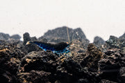 Orange Eye Royal Blue Tiger Shrimp from JA with vibrant orange eyes and striking blue tiger stripes, ideal for freshwater aquariums.
