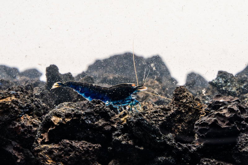 Orange Eye Royal Blue Tiger Shrimp from JA with vibrant orange eyes and striking blue tiger stripes, ideal for freshwater aquariums.