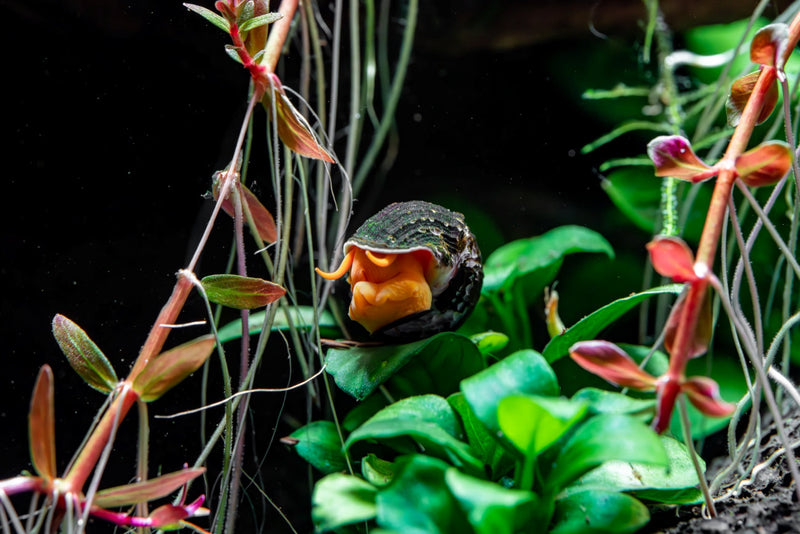 Orange Poso Rabbit Snails from JA, showcasing their vibrant orange shells and smooth bodies in a natural aquatic setting.