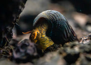 Orange Poso Rabbit Snails from JA, vibrant orange freshwater snails with smooth shells, ideal for aquarium cleanup.