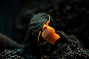 Orange Poso Rabbit Snails from JA, vibrant orange freshwater snails with smooth shells, ideal for aquarium cleanup.