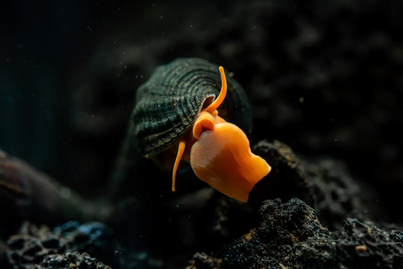 Orange Poso Rabbit Snails from JA, vibrant orange freshwater snails with smooth shells, ideal for aquarium cleanup.