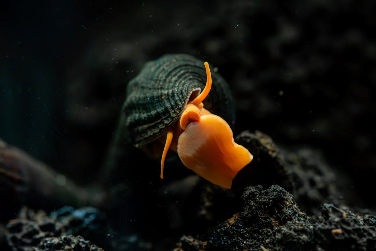 Orange Poso Rabbit Snail Freshwater Ornamental Snail — Buce Plant