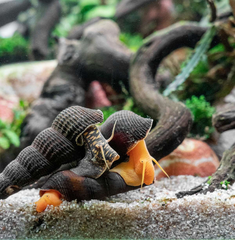 Orange Poso Rabbit Snails from JA, showing vibrant orange shells and detailed texture in a close-up view.