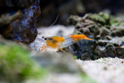 Fresh Orange Rili Shrimp from JA, showcasing vibrant orange color and detailed shell texture in a clear close-up shot.