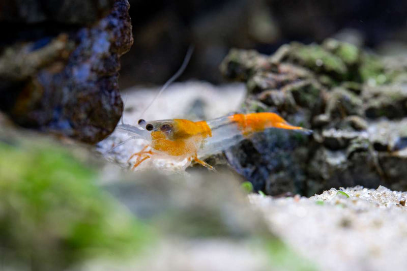 Fresh Orange Rili Shrimp from JA, showcasing vibrant orange color and detailed shell texture in a clear close-up shot.
