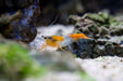 Orange Rili Shrimp scavenging for biofilm