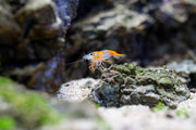 Bright orange Rili shrimp from JA, showcasing its vibrant color and detailed shell pattern, perfect for aquariums.