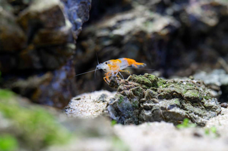 Bright orange Rili shrimp from JA, showcasing its vibrant color and detailed shell pattern, perfect for aquariums.