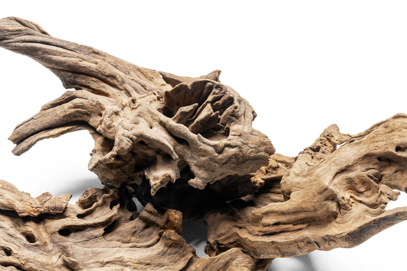 Pacific Driftwood Stump Driftwood - Buce Plant