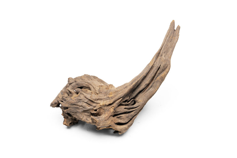 Pacific Driftwood Stump Driftwood - Buce Plant