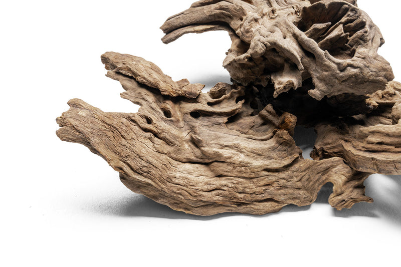 Pacific Driftwood Stump Driftwood - Buce Plant