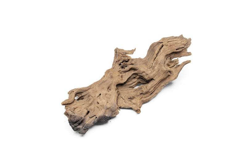 Pacific Driftwood Stump Driftwood - Buce Plant