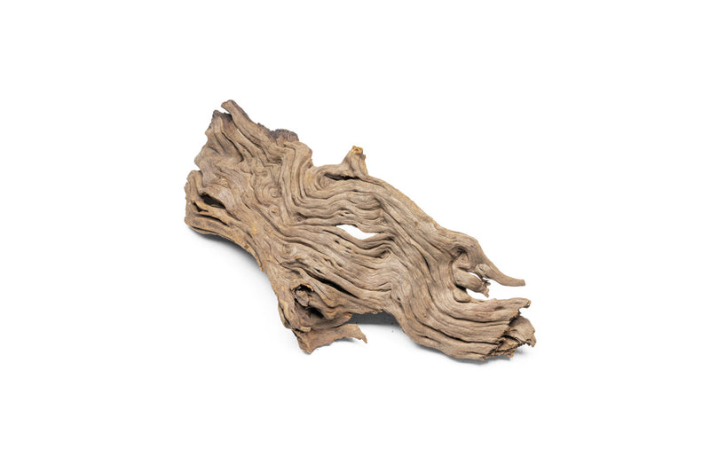 Pacific Driftwood Stump Driftwood - Buce Plant