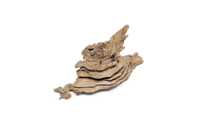Pacific Driftwood Stump Driftwood - Buce Plant