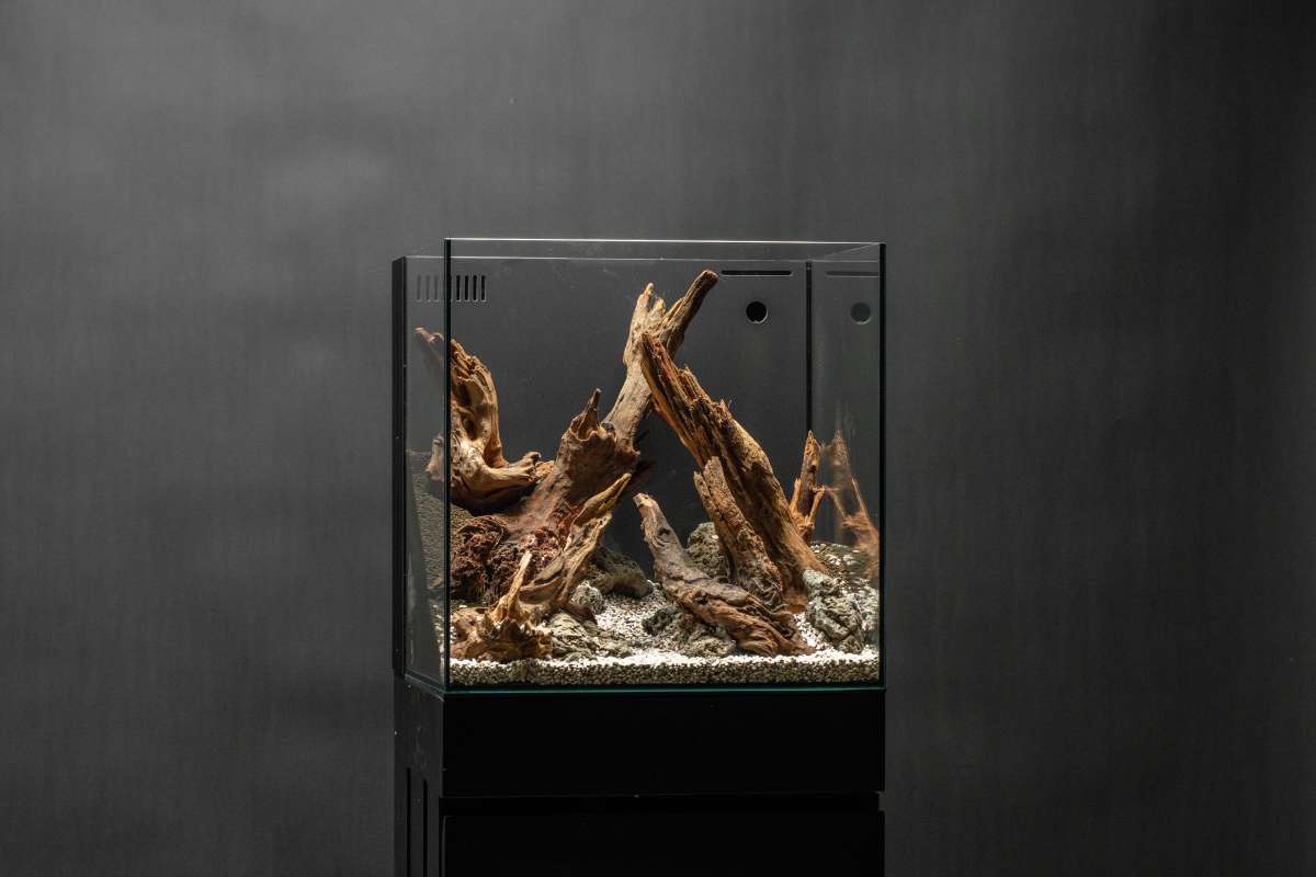 Pacific Wood - Natural Aquarium Hardscape — Buce Plant