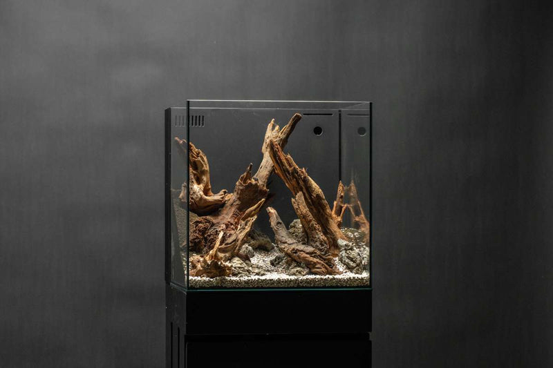 Pacific Wood Driftwood - Buce Plant