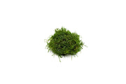 Bright green Peacock Moss from BUCE, showcasing soft, lush moss with vibrant coloration and natural texture.