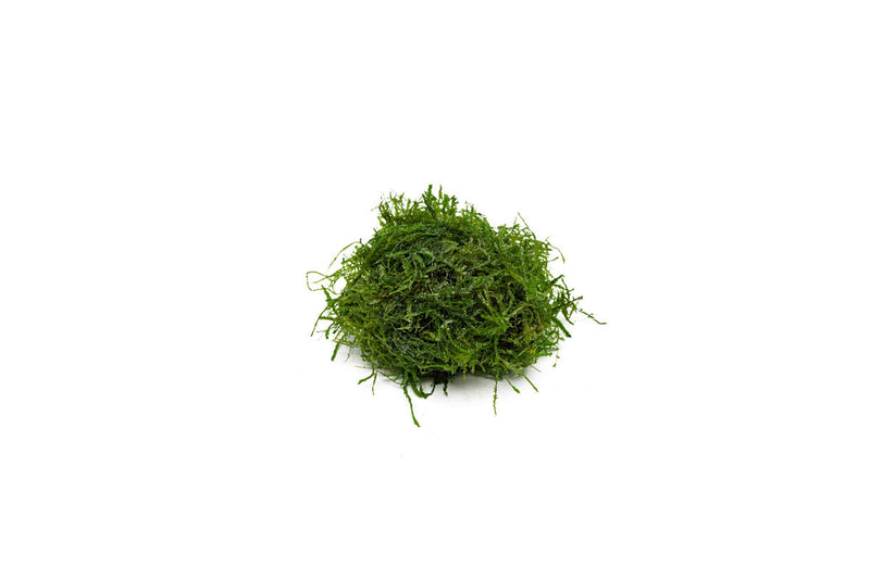 Bright green Peacock Moss from BUCE, showcasing soft, lush moss with vibrant coloration and natural texture.
