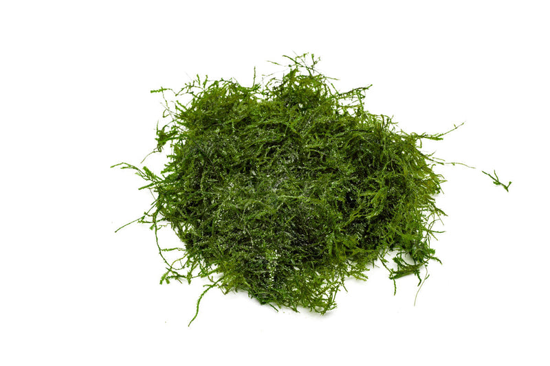 Bright green Peacock Moss by BUCE, showcasing lush, dense moss with vibrant, feathery foliage ideal for terrariums and plant arrangements.