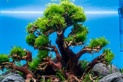 Bright green Peacock Moss by BUCE, a lush moss plant with vibrant, feathery foliage ideal for terrariums and vivariums.