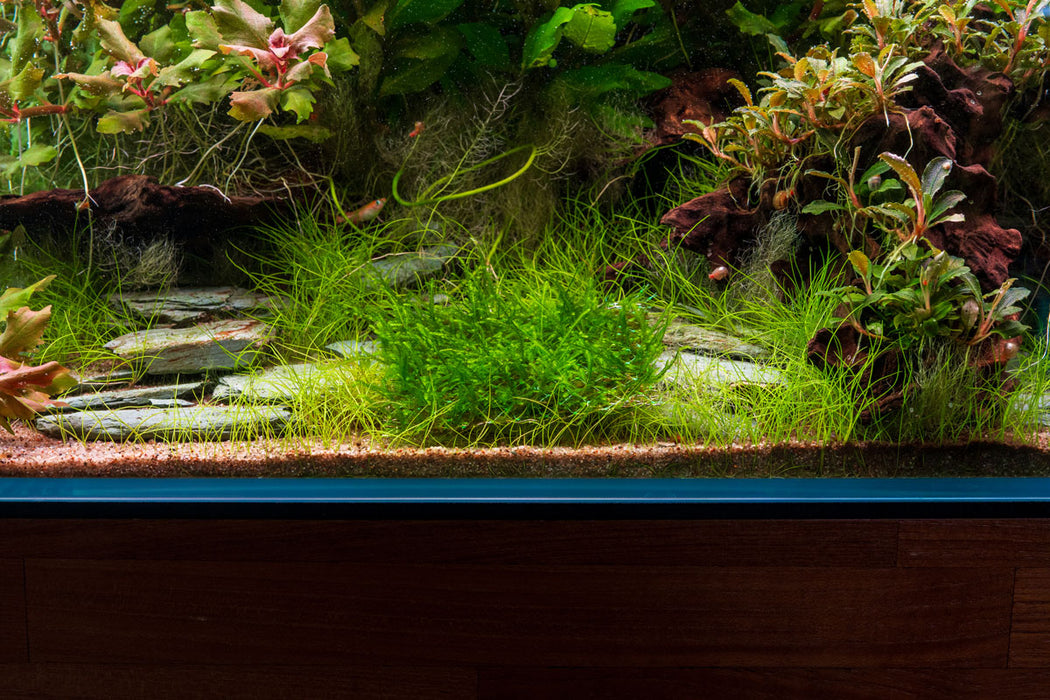 Peacock Moss on Stainless Steel