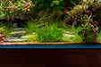 Peacock Moss on Stainless Steel