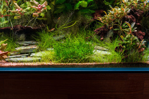 Peacock Moss on Stainless Steel