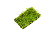 Pearl Moss Aquatic Plant - Buce Plant