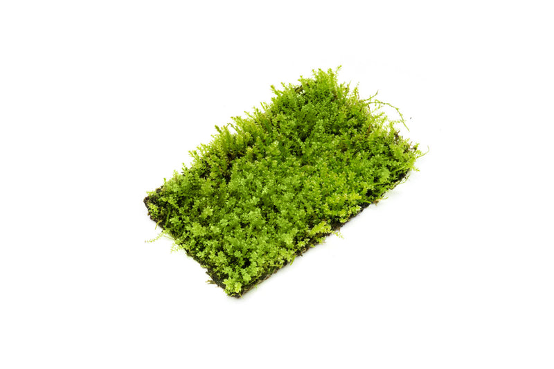 Pearl Moss Aquatic Plant - Buce Plant