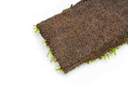 Pearl Moss Aquatic Plant - Buce Plant