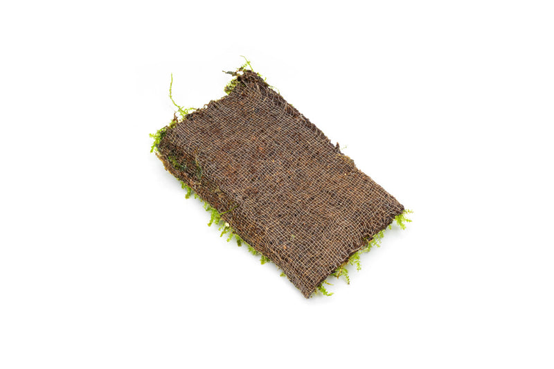 Pearl Moss Aquatic Plant - Buce Plant