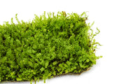 Pearl Moss Aquatic Plant - Buce Plant