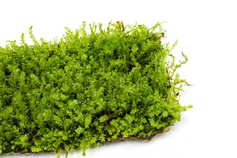Pearl Moss Aquatic Plant - Buce Plant