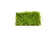 Pearl Moss Aquatic Plant - Buce Plant