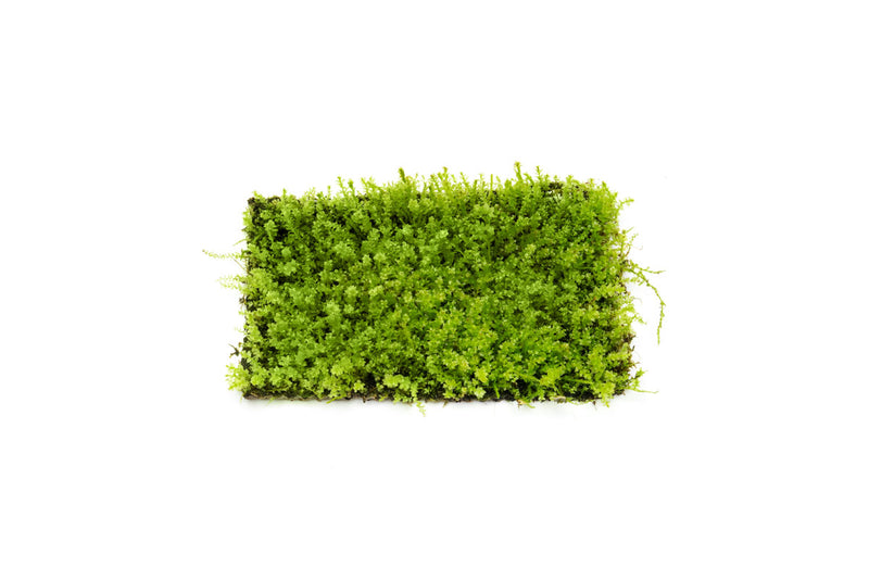 Pearl Moss Aquatic Plant - Buce Plant