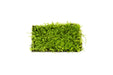 Healthy Pearl Moss aquatic plant from IS, showcasing lush green, dense moss with fine, delicate textures for freshwater aquariums.