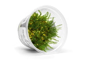 Pearl Moss Aquatic Farmer Tissue Culture Aquatic Plant - Buce Plant