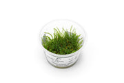 Pearl Moss Aquatic Farmer Tissue Culture Aquatic Plant - Buce Plant