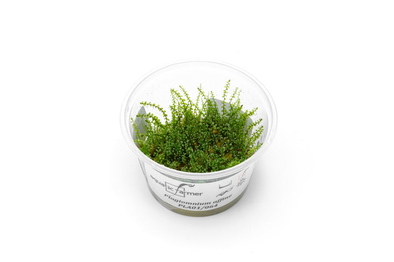 Pearl Moss Aquatic Farmer Tissue Culture Aquatic Plant - Buce Plant