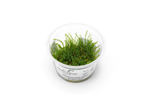 Aquatic Farmer Pearl Moss tissue culture for aquatic plants, showing vibrant green moss in a clear container.