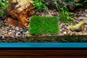Close-up of Pearl Moss on stainless steel, showcasing vibrant moss with pearl-like appearance on sleek metal surface