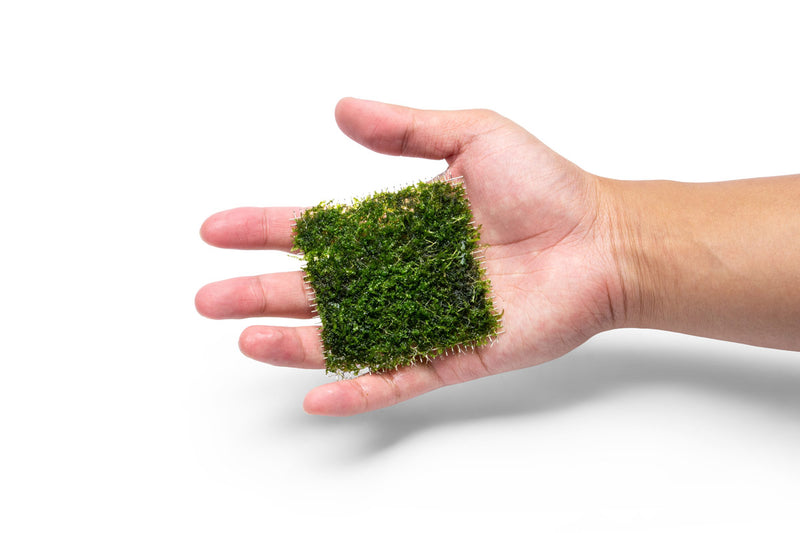 Close-up of IS Pearl Moss on stainless steel, showcasing the delicate, textured moss with a shiny metallic background.