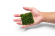 Close-up of IS Pearl Moss on stainless steel, showcasing the delicate, textured moss with a shiny metallic background.