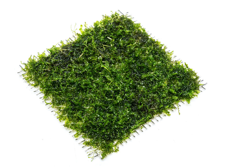 IS Pearl Moss on stainless steel, showcasing a delicate moss plant with vibrant green foliage on a sleek metal surface.