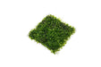 Close-up of IS Pearl Moss on stainless steel, showcasing lush moss with pearl-like accents on a sleek metal surface.