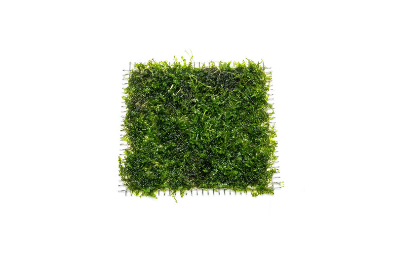 Close-up of pearl moss on stainless steel, showcasing the delicate moss texture and shiny metal surface.