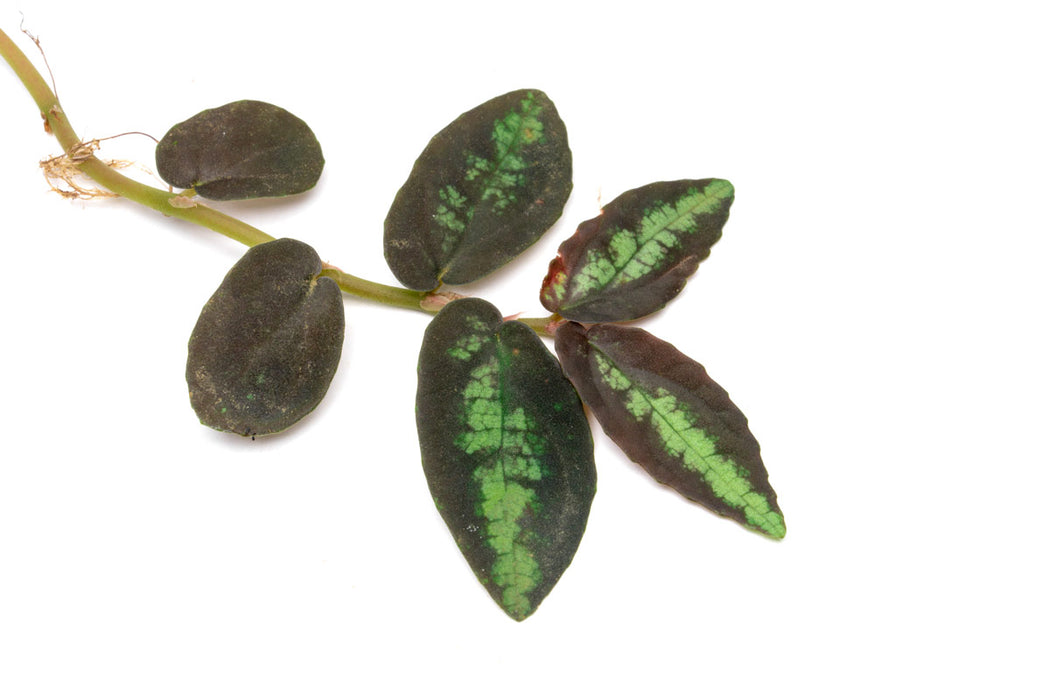 Pellionia repens terrarium plant with lush green trailing leaves, cultivated by ACW.