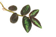 Pellionia repens terrarium plant with lush green trailing leaves, cultivated by ACW.