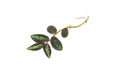 Pellionia Repens terrarium plant with green variegated leaves, grown by ACW, suitable for lush, decorative terrarium environments.